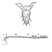 Illustration of knobbed cauda and 5-segmented antennae