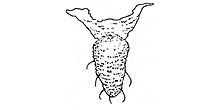 Illustration of knobbed cauda