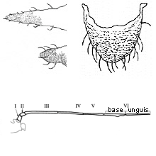 Illustration of rounded cauda and 6-segmented antennae