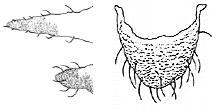 Illustration of elongated or rounded cauda