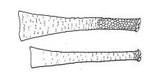 Cyldrical cornicles