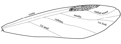 Illustration of once-branced medial vein