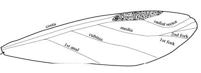 Illustration of second branch of medial vein normal