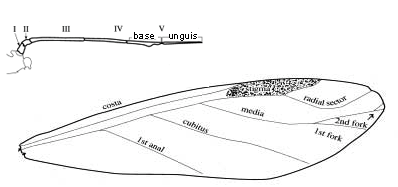 Illustration second branch of medial vein absent