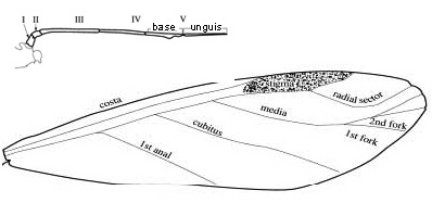 Illustration of second branch of medial vein normal