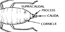 Illustration of supracaudal process present