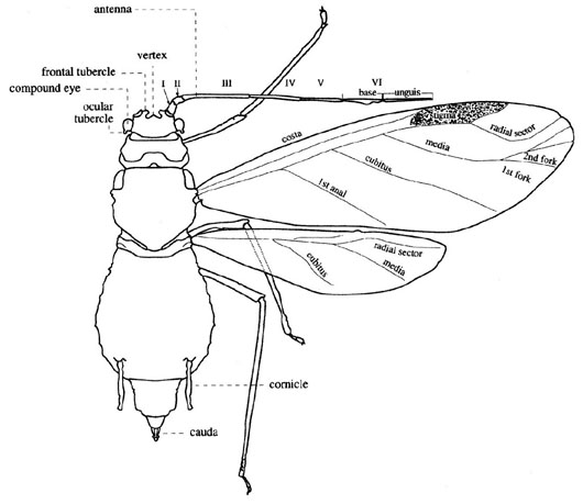 Features of a typical aphid.