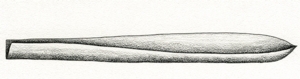 Illustration of boat-shaped leaf tip