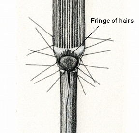 Illustration of a collar of buffalograss