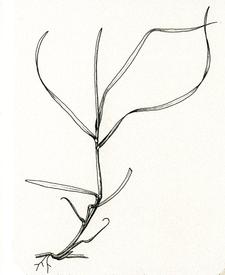 Illustration of curled and drooping leaf blades