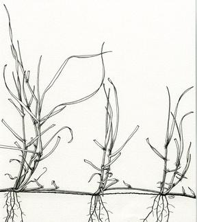 Illustration of overall plant of buffalograss