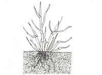 Illustration of grass with bunchy growth