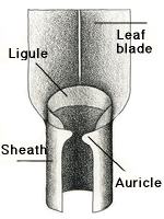 Illustration of collar region