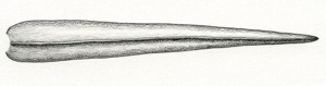 Illustration of leaf blade constricted at base