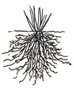 Illustration of grass with bunchy growth