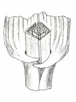 Illustration of folded leaf