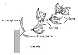 Illustration of ligule as a fringe of hairs