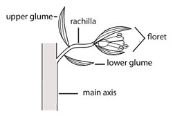 Illustration of membranous ligule