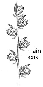 Main axis does not branch.