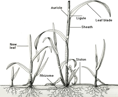 Illustration of overall plant