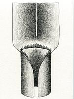 Illustration of ligule as a fringe of hairs