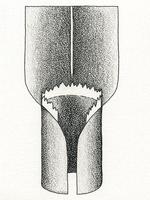 Illustration of scalloped or toothed ligule