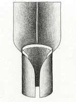 Illustration of truncate ligule