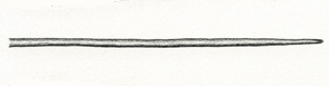 Illustration of needle-like leaf blade