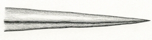 Illustration of leaf blade with pointed tip