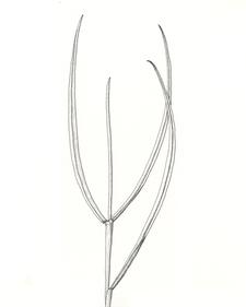 Illustration of leaf blades tapering to boat shaped tips