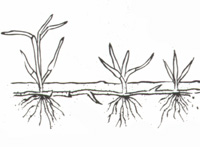 Illustration of plant with rhizomes