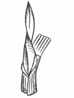 Illustration of rolled leaf