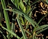 Thumbnail photo of seashore paspalum