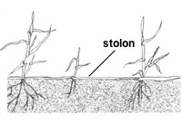 Illustration of grass with bunchy growth