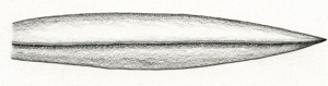 Illustration of tapering leaf blade