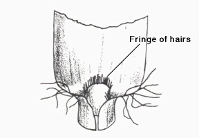 Illustration of collar region of zoysiagrass