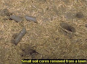 Photo of soil cores removed from a lawn