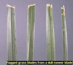 Photo of ragged grass blades from a dull mower blade