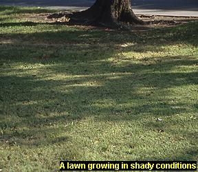 Photo of a lawn growing in shade