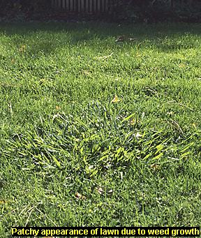 Photo of weeds growing in a lawn