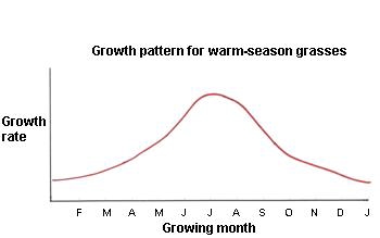 Illustration of growth rate for warm season grasses