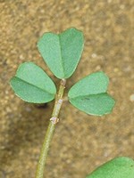 Leaf with 3 leaflets