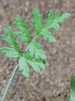 Leaf with 4 or more leaflets