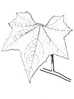 A simple leaf