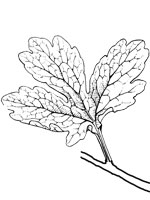 A simple leaf