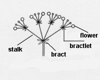 Compound umbel