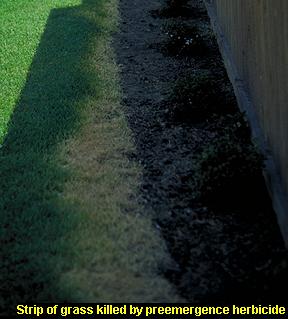 Strip of grass killed by herbicide