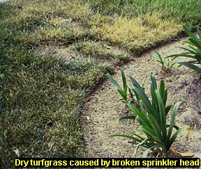 Dry area caused by broken sprinkler head