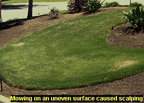 Scalping damage on an uneven mowing surface