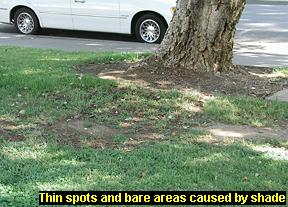 Thin areas and bare spots caused by shade